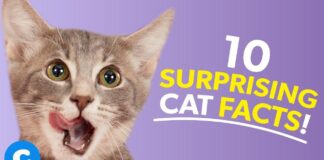 10 Magnificent Cat Info: Liberate the Secrets of Your Pussycat Friend! 10 magnificent cat info liberate the secrets of your pussycat friend.jpg