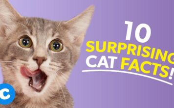 10 Magnificent Cat Info: Liberate the Secrets of Your Pussycat Friend! 10 magnificent cat info liberate the secrets of your pussycat friend.jpg