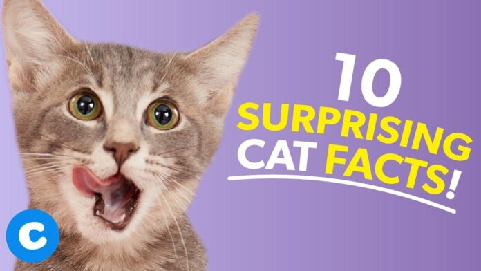10 magnificent cat info liberate the secrets of your pussycat friend.jpg