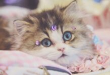 Breaking Cat Data: 10 Must-Know Updates That Every Pussycat Fanatic Can contain to Read! breaking cat data 10 must know updates that every pussycat fanatic can contain to read.jpeg