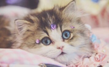 Breaking Cat Data: 10 Must-Know Updates That Every Pussycat Fanatic Can contain to Read! breaking cat data 10 must know updates that every pussycat fanatic can contain to read.jpeg