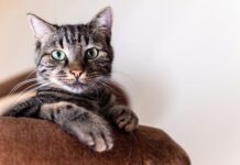 10 Enthralling Cat Info You Didn’t Know: Unraveling the Mysteries of Our Pussycat Company 10 enthralling cat info you didnt know unraveling the mysteries of our pussycat company.jpg