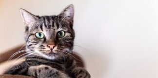 10 Enthralling Cat Info You Didn’t Know: Unraveling the Mysteries of Our Pussycat Company 10 enthralling cat info you didnt know unraveling the mysteries of our pussycat company.jpg