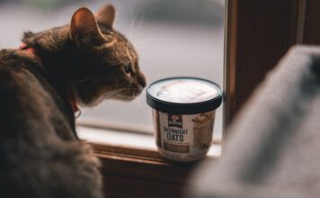 Vital Info To Feline Diet: The Best Cat Food For A Better Health vital info to feline diet top 10 cat foods for optimal health.jpeg