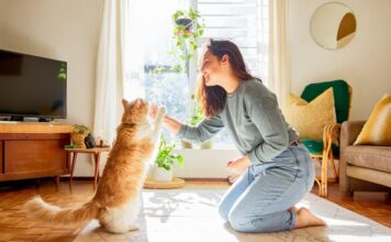 Top 10 Confirmed Cat Practicing Options: Release Your Tom cat’s Paunchy Probably! top 10 confirmed cat practicing options release your tom cats paunchy probably.jpg