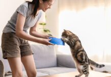 Mastering Cat Coaching: 7 Confirmed Techniques to Order Your Pussycat Buddy mastering cat coaching 7 confirmed techniques to order your pussycat buddy.jpeg