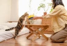 Mastering Cat Training: 10 Confirmed Tactics to Educate Your Tom cat Friend! mastering cat training 10 confirmed tactics to educate your tom cat friend.jpeg
