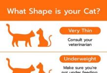 Final Manual to Cat Nutrition: Gas Your Feline’s Health and Happiness final manual to cat nutrition gas your felines health and happiness.jpg