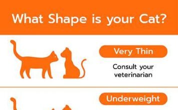 Final Manual to Cat Nutrition: Gas Your Feline’s Health and Happiness final manual to cat nutrition gas your felines health and happiness.jpg