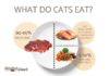 10 Main Nutrients Every Cat Wants for a Wholesome Lifestyles 10 main nutrients every cat wants for a wholesome lifestyles.jpg