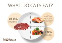 10 Main Nutrients Every Cat Wants for a Wholesome Lifestyles 10 main nutrients every cat wants for a wholesome lifestyles.jpg