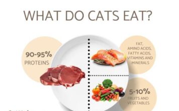 10 Main Nutrients Every Cat Wants for a Wholesome Lifestyles 10 main nutrients every cat wants for a wholesome lifestyles.jpg