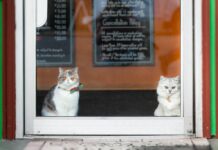 Distinguished Cat Grooming Guidelines: Have Your Pussycat Buddy Fluffy and Unbelievable! distinguished cat grooming guidelines have your pussycat buddy fluffy and unbelievable.jpg