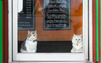 Distinguished Cat Grooming Guidelines: Have Your Pussycat Buddy Fluffy and Unbelievable! distinguished cat grooming guidelines have your pussycat buddy fluffy and unbelievable.jpg