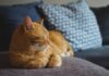 Cat Grooming: The Best Tips To Tickled A Healthy Feline Cat Grooming: The Best Tips To Tickled A Healthy Feline