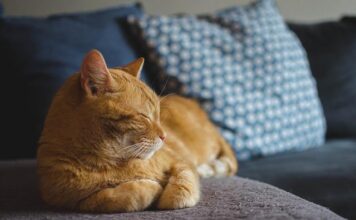 Cat Grooming: The Best Tips To Tickled A Healthy Feline Cat Grooming: The Best Tips To Tickled A Healthy Feline