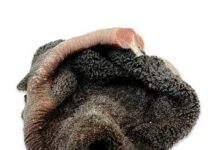 An necessary Guidelines for Preserving Your Cat Wholesome: The Last Handbook to Tom cat Wellness an necessary guidelines for preserving your cat wholesome the last handbook to tom cat wellness.jpg