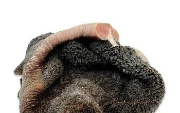 An necessary Guidelines for Preserving Your Cat Wholesome: The Last Handbook to Tom cat Wellness an necessary guidelines for preserving your cat wholesome the last handbook to tom cat wellness.jpg