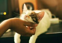10 Very main Cat Care Guidelines Every Owner Ought to Know for a Satisfied, Wholesome Tom cat 10 very main cat care guidelines every owner ought to know for a satisfied wholesome tom cat.jpg