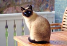 Prime 10 Most Authorized Cat Breeds: Watch Your Excellent Feline Companion! prime 10 most authorized cat breeds watch your excellent feline companion.jpg