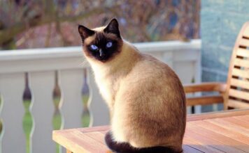 Prime 10 Most Authorized Cat Breeds: Watch Your Excellent Feline Companion! prime 10 most authorized cat breeds watch your excellent feline companion.jpg