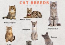 10 Appealing Cat Breeds You Did not Know Existed: Repeat Their Weird and wonderful Traits! 10 appealing cat breeds you did not know existed repeat their weird and wonderful traits.jpg