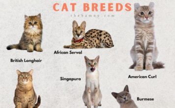 10 Appealing Cat Breeds You Did not Know Existed: Repeat Their Weird and wonderful Traits! 10 appealing cat breeds you did not know existed repeat their weird and wonderful traits.jpg