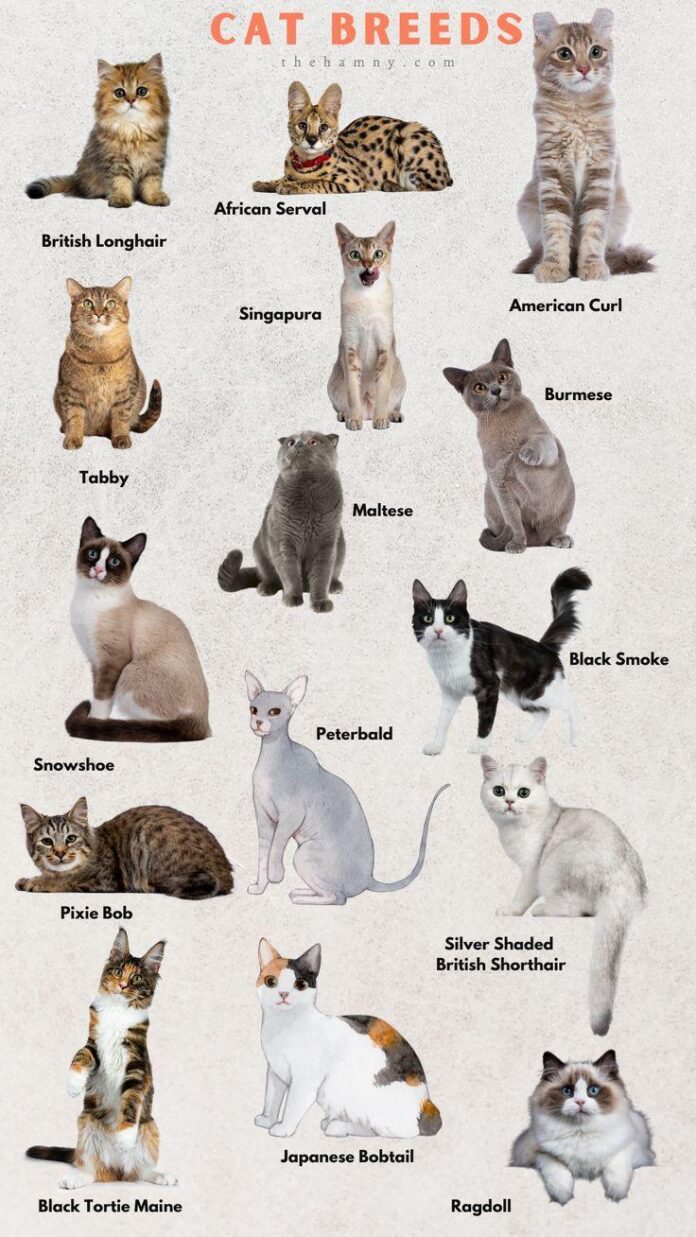 10 appealing cat breeds you did not know existed repeat their weird and wonderful traits.jpg