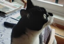 Knowing Tom cat Whiskers: What Your Cat’s Facial Aspects Indicate About Their Conduct knowing tom cat whiskers what your cats facial aspects indicate about their conduct.jpg