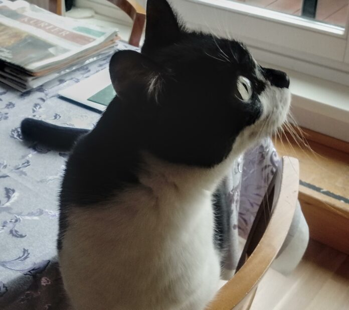 knowing tom cat whiskers what your cats facial aspects indicate about their conduct.jpg