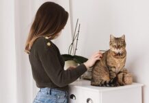 Cat Grooming: Very vital Guidelines for a Wholesome Delighted Pet closing files to cat grooming very vital guidelines for a wholesome delighted pussycat.jpg