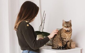 Cat Grooming: Very vital Guidelines for a Wholesome Delighted Pet closing files to cat grooming very vital guidelines for a wholesome delighted pussycat.jpg