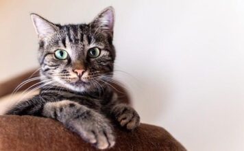 The Best Cat Grooming Pointers: Care To Your Pussycat Health The Best Cat Grooming Pointers: Care To Your Pussycat Health