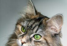 Cats Queer Behavior: All You Need To Know About Homosexuality In Cats 2024 Cats Queer Behavior: All You Need To Know About Homosexuality In Cats 2024