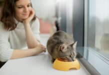How Can I Keep My Cat Healthy and Happy? New Best 2025 Tips A cat enjoying a balanced meal in a clean dish