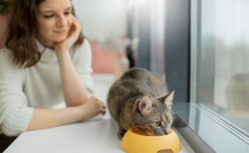 How Can I Keep My Cat Healthy and Happy? New Best 2025 Tips A cat enjoying a balanced meal in a clean dish