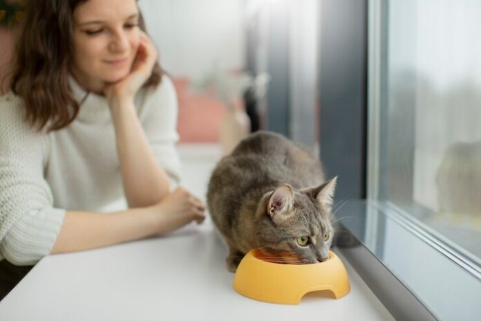 A cat enjoying a balanced meal in a clean dish