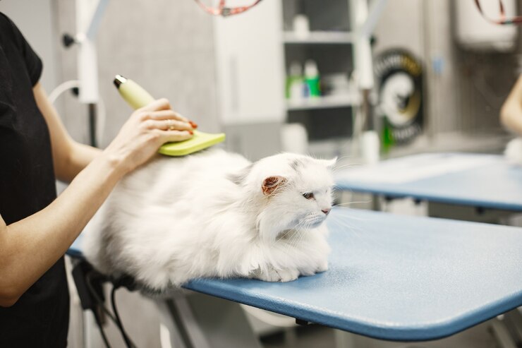A cat grooming session with a brush and nail clippers A vet examining a kitten during a checkup