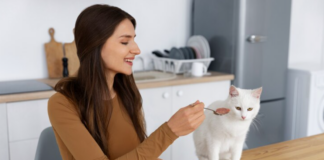 What Should I Do If My Cat Is Not Eating? Great 2024 Tips A concerned cat owner looking at a full food bowl What Should I Do If My Cat Is Not Eating Great 2024 Tips