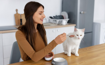 What Should I Do If My Cat Is Not Eating? Great 2024 Tips A concerned cat owner looking at a full food bowl What Should I Do If My Cat Is Not Eating Great 2024 Tips