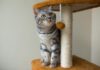 What Are The Best New Cat Care Tips For First Time Cat Owners? A cozy cat corner with a bed, toys, and a scratching post