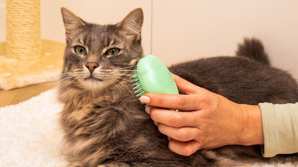 Cat Grooming The Best Tips To Tickled A Healthy Feline