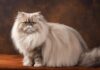 Persian Cat: Popular Breed Known For Long Fur And Demeanor Persian Cat Popular Breed Known For Long Fur And Demeanor