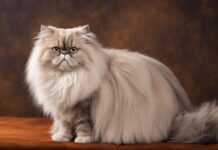 Persian Cat: Popular Breed Known For Long Fur And Demeanor Persian Cat Popular Breed Known For Long Fur And Demeanor