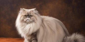 Persian Cat: Popular Breed Known For Long Fur And Demeanor Persian Cat Popular Breed Known For Long Fur And Demeanor