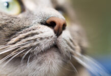 What Makes a Cat’s Nose Unique? What Makes a Cat’s Nose Unique