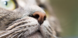 What Makes a Cat’s Nose Unique? What Makes a Cat’s Nose Unique