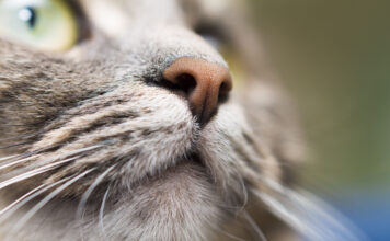 What Makes a Cat’s Nose Unique? What Makes a Cat’s Nose Unique