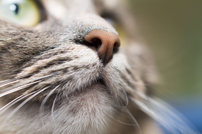 What Makes a Cat’s Nose Unique