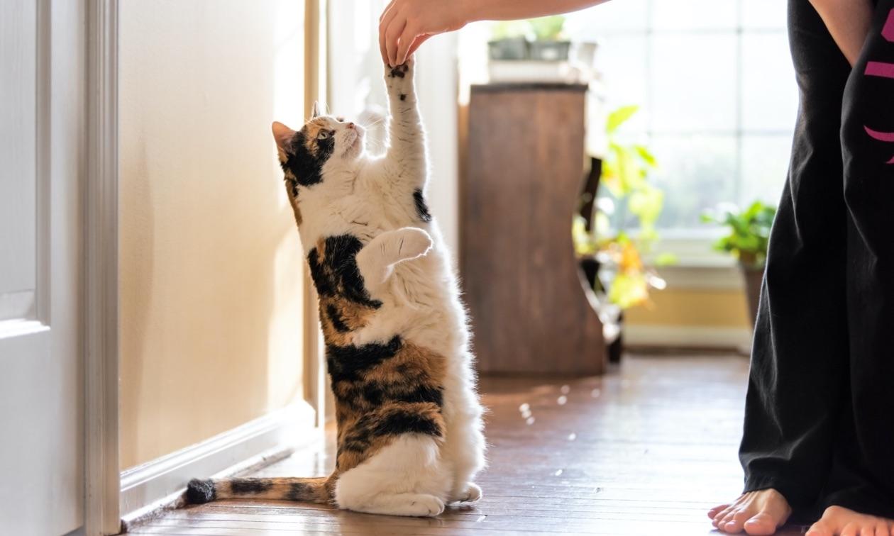 Excellent Cat Food: New Picks For A Healthy, Happier Felines Best Cat Friendships: Expert Tips to Train Your Cat